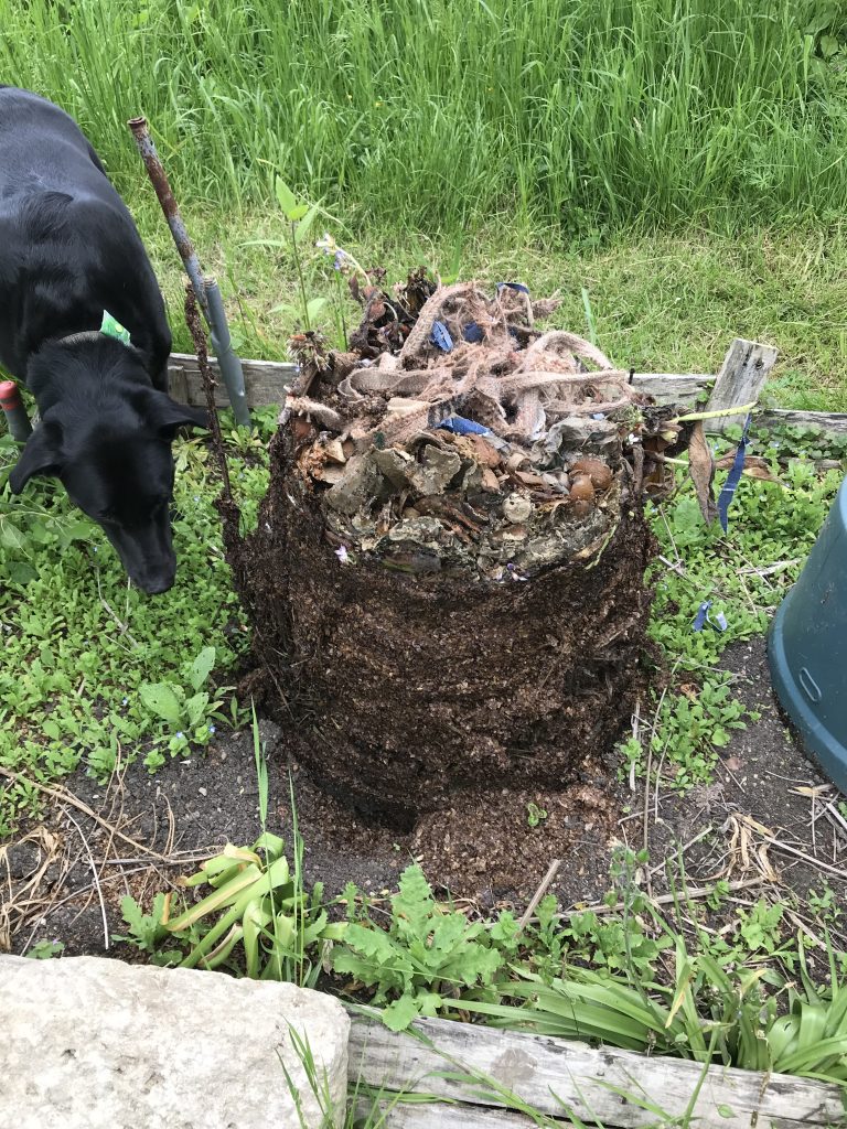 Update, a couple of weeks later. Turning the compost.